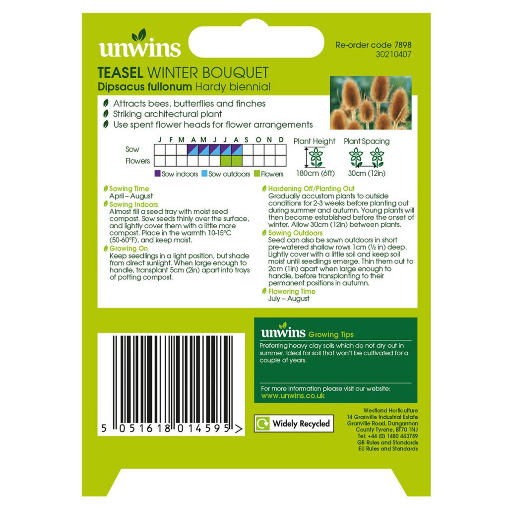 Unwins Teasel Winter Bouquet Seeds 5051618014595 2